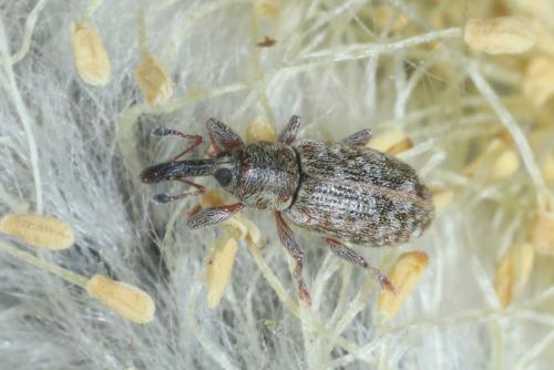 Dorytomus salicinus